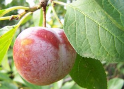 Prunus domestica Sermina / Sermina Szilva 